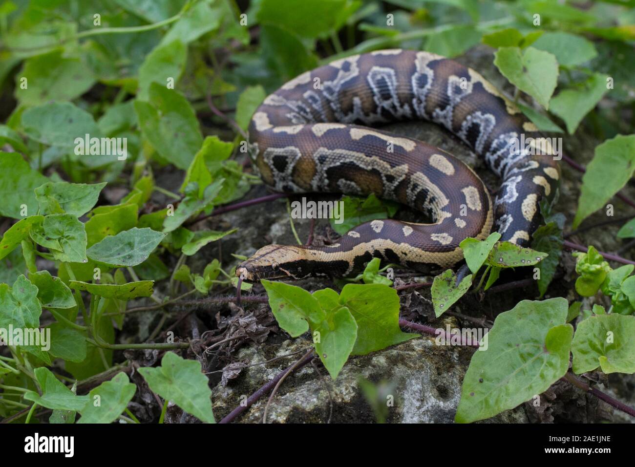 Sumatran Red Blood Python (Python curtis curtis) commonly known as red ...