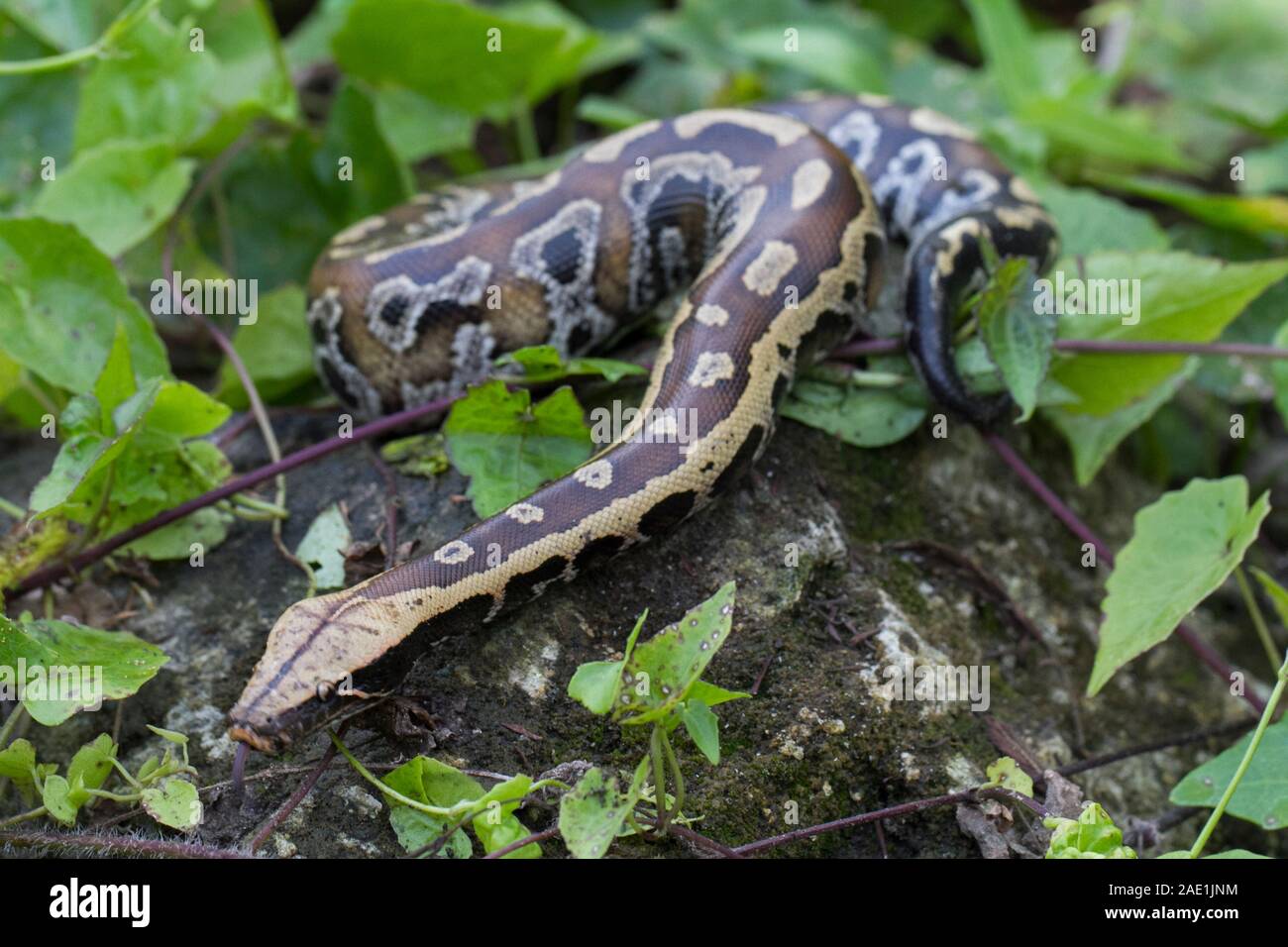 Sumatran Red Blood Python (Python curtis curtis) commonly known as red ...