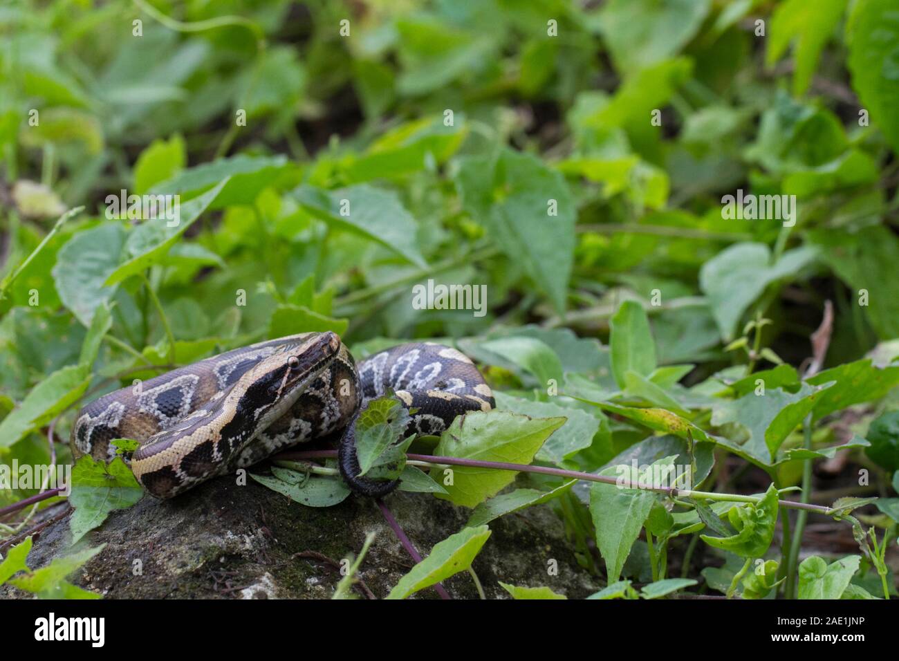 Sumatran Red Blood Python (Python curtis curtis) commonly known as red ...