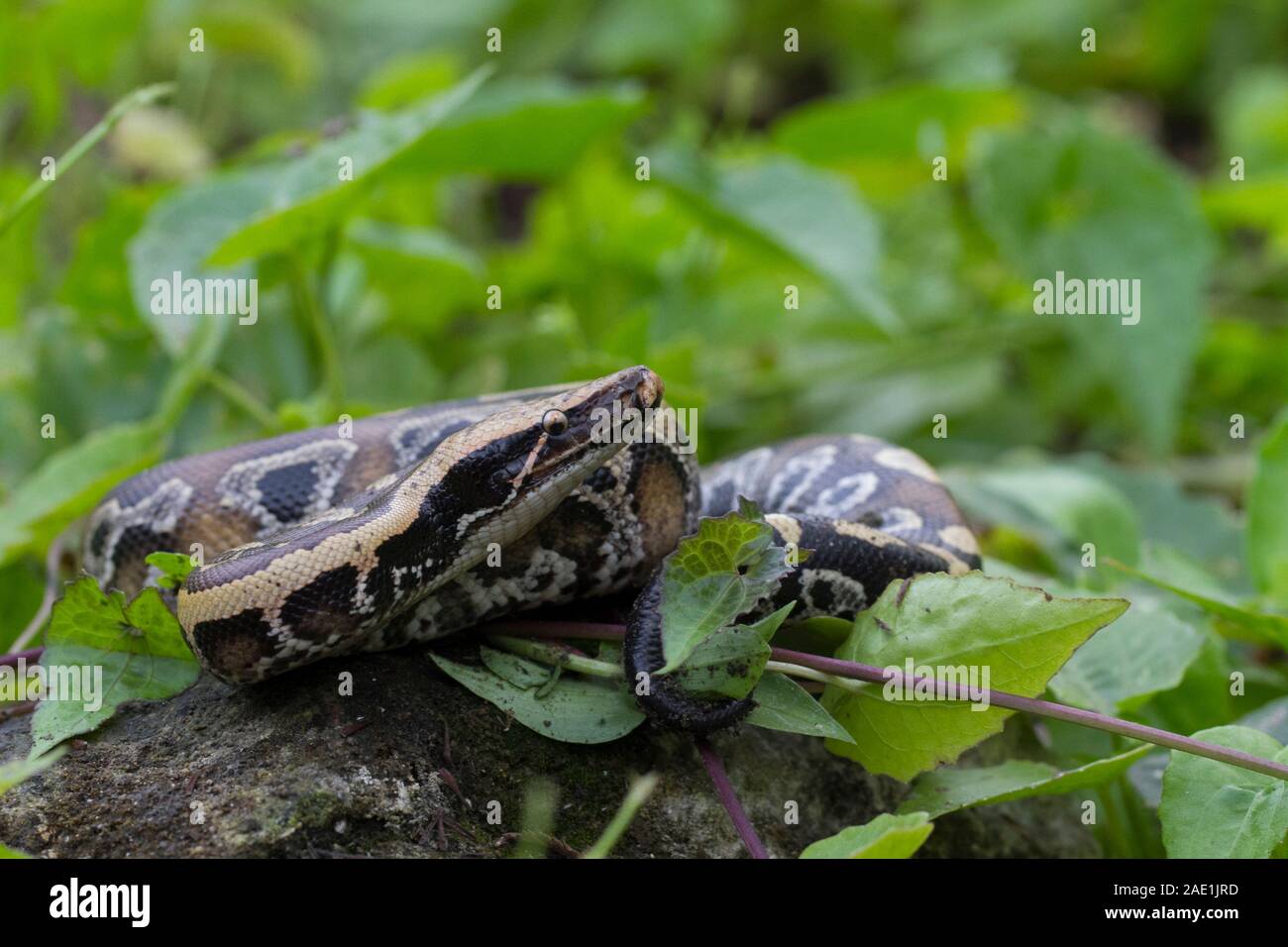 Sumatran Red Blood Python (Python curtis curtis) commonly known as red ...