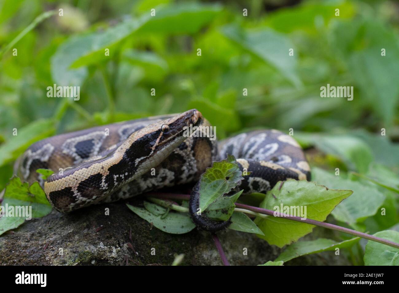 Sumatran Red Blood Python (Python curtis curtis) commonly known as red ...