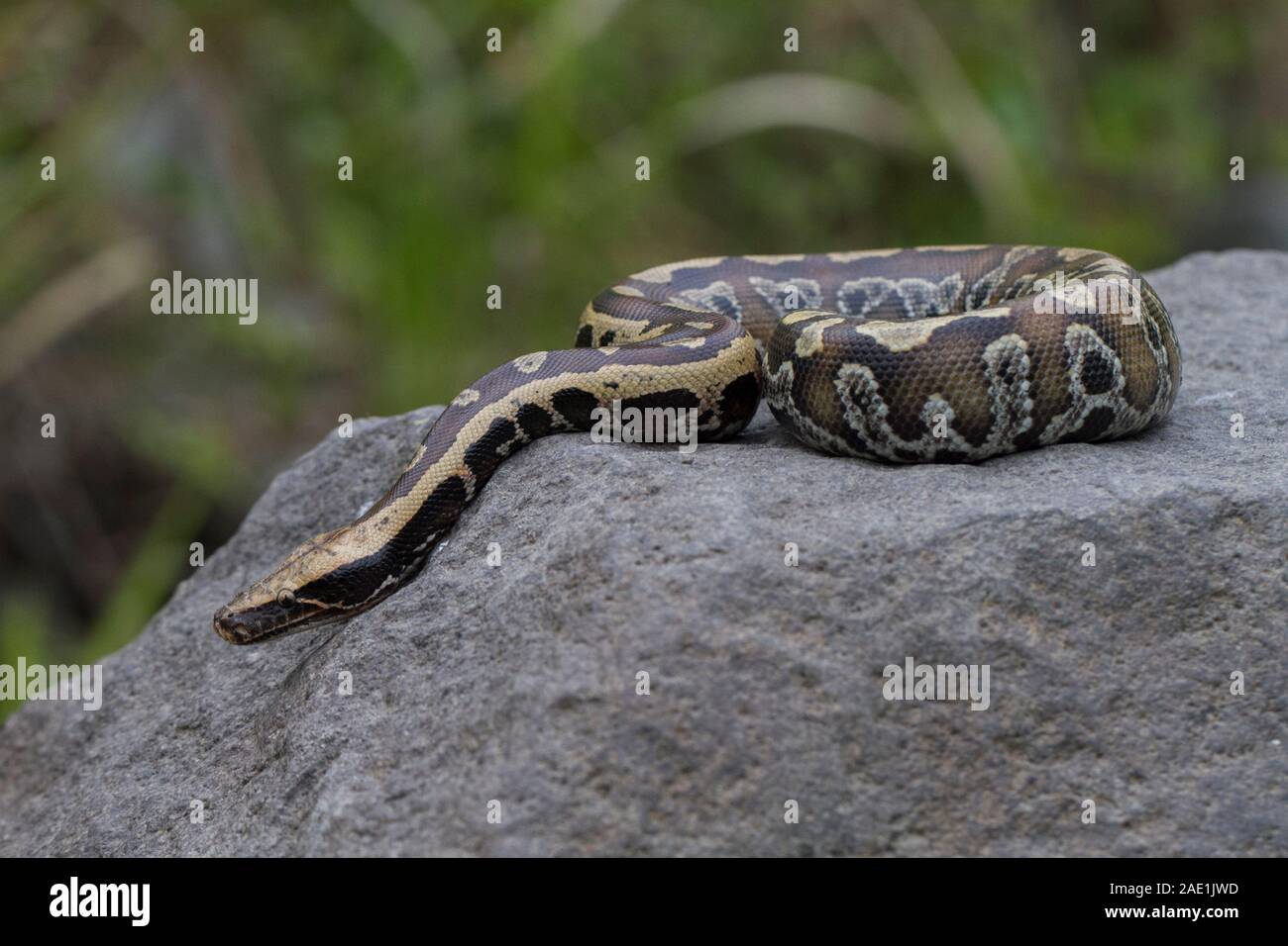 Sumatran Red Blood Python (Python curtis curtis) commonly known as red ...