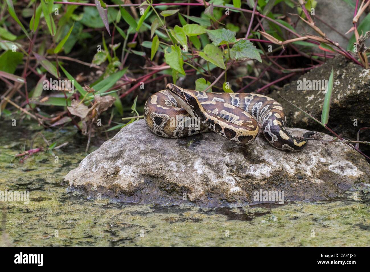 Sumatran Red Blood Python (Python curtis curtis) commonly known as red ...