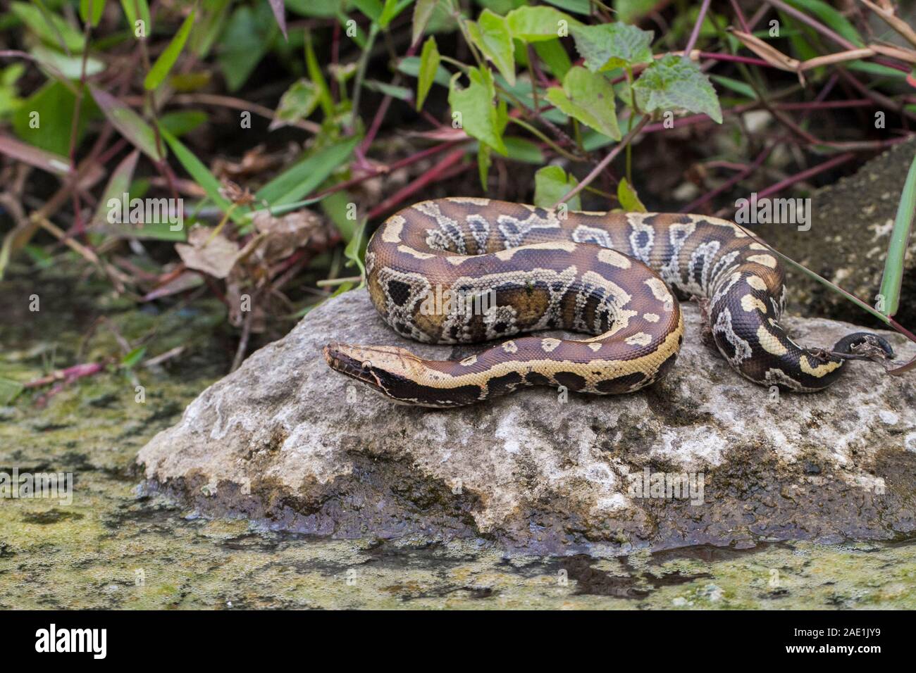 Sumatran Red Blood Python (Python curtis curtis) commonly known as red ...