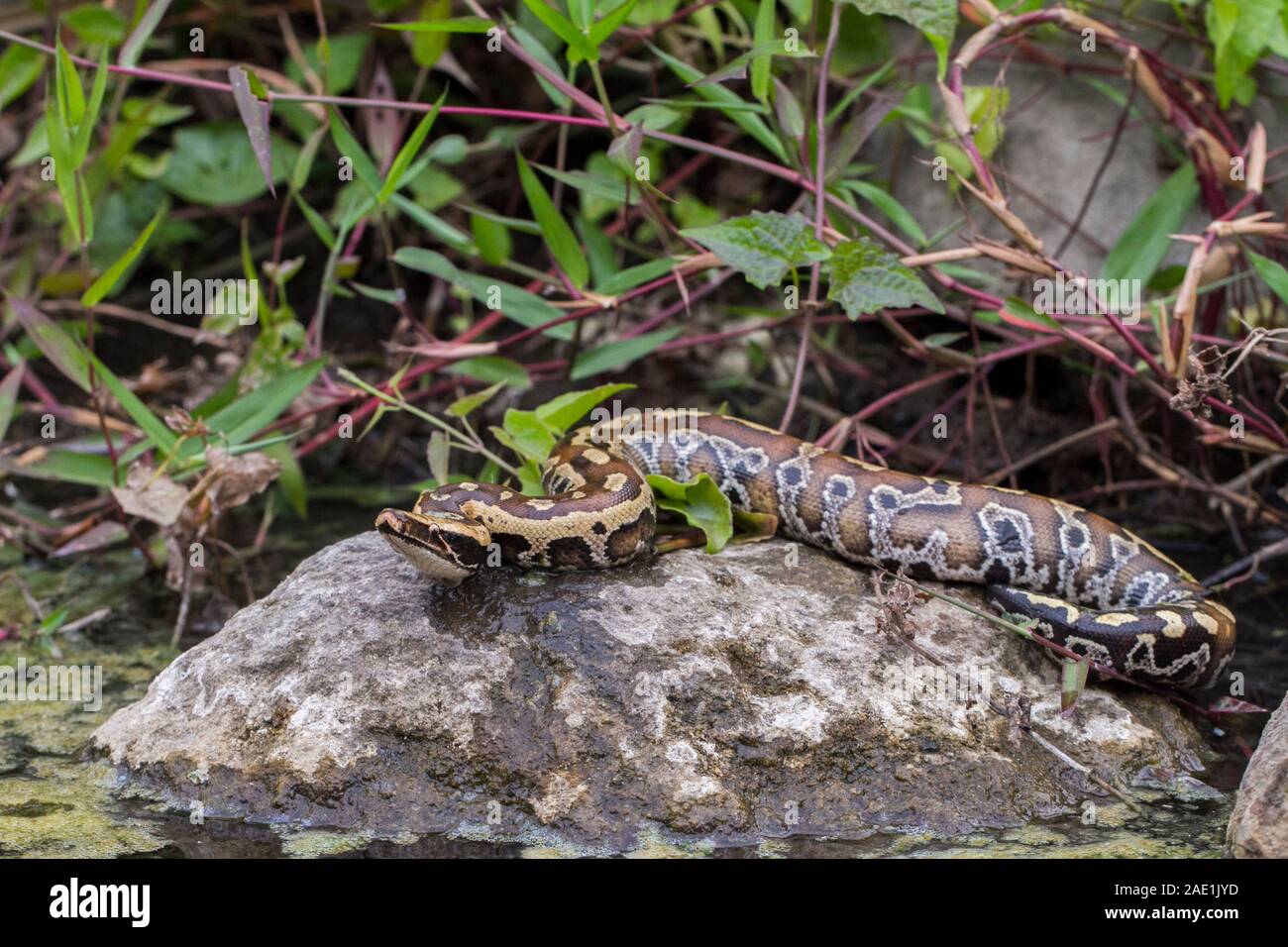 Sumatran Red Blood Python (Python curtis curtis) commonly known as red ...