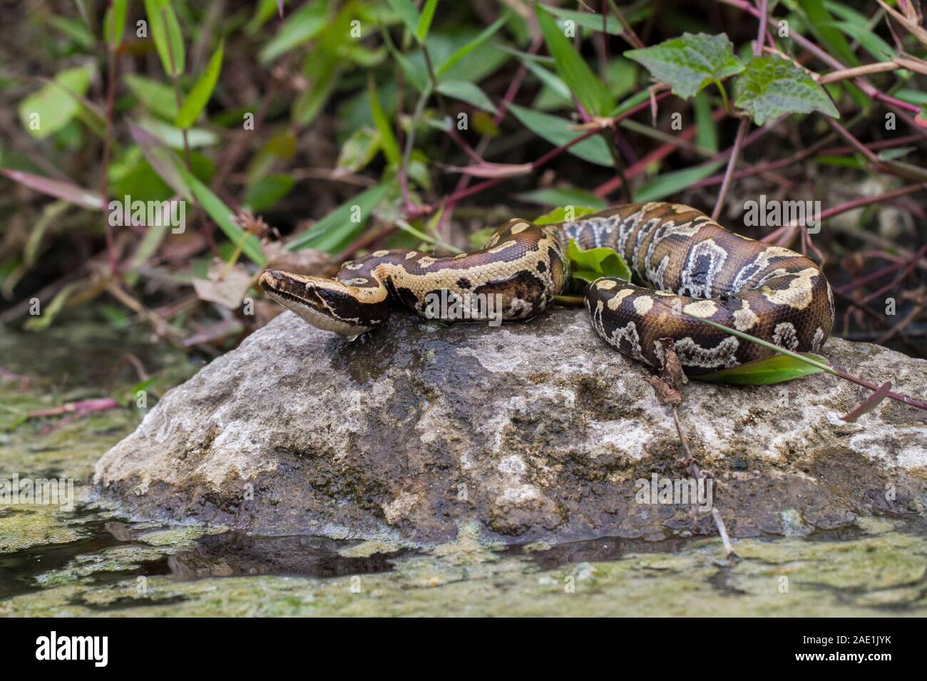 Sumatran Red Blood Python (Python curtis curtis) commonly known as red ...