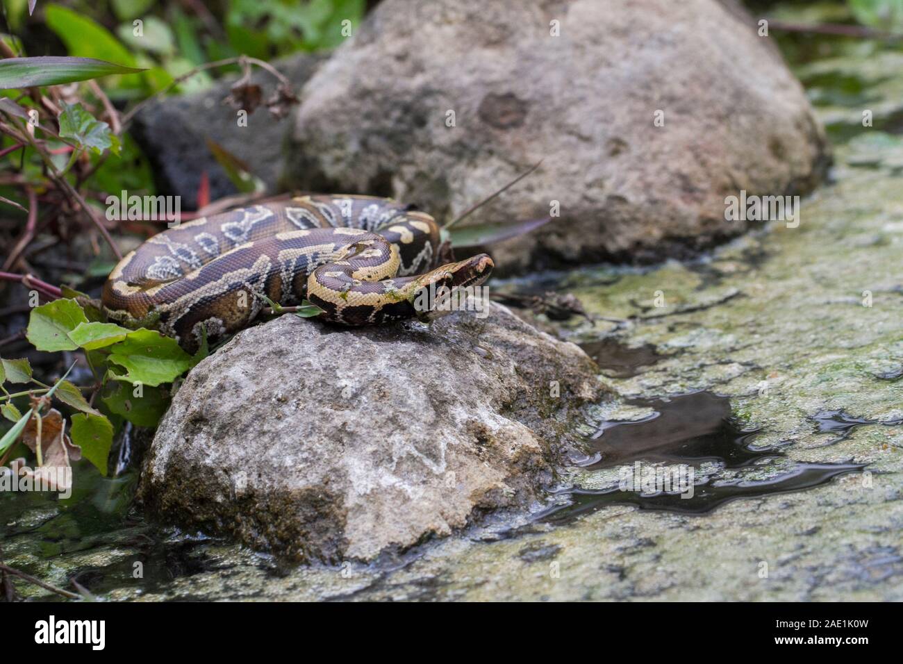 Sumatran Red Blood Python (Python curtis curtis) commonly known as red ...