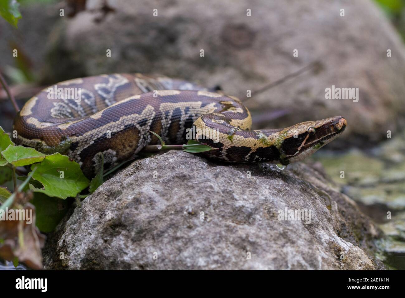 Sumatran Red Blood Python (Python curtis curtis) commonly known as red ...