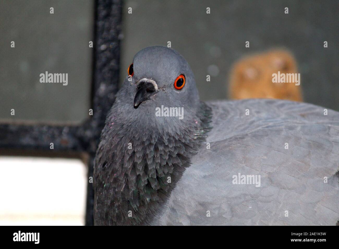 Close-up image of a Pigeon Stock Photo
