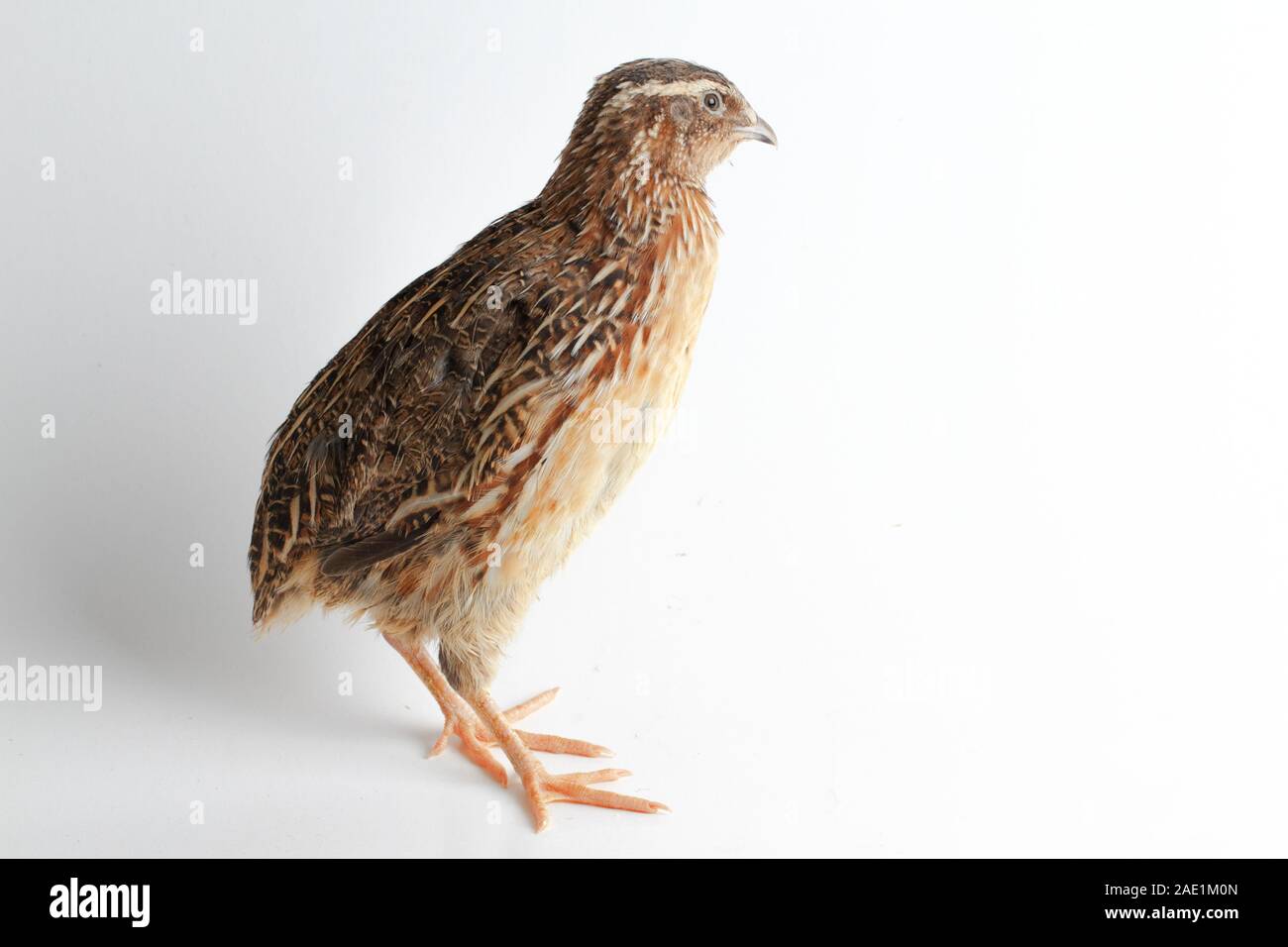 Перепел шамана. Перепел шамана. Перепел шамана. Перепел-арлекин. Обыкновенный перепел ареал.
