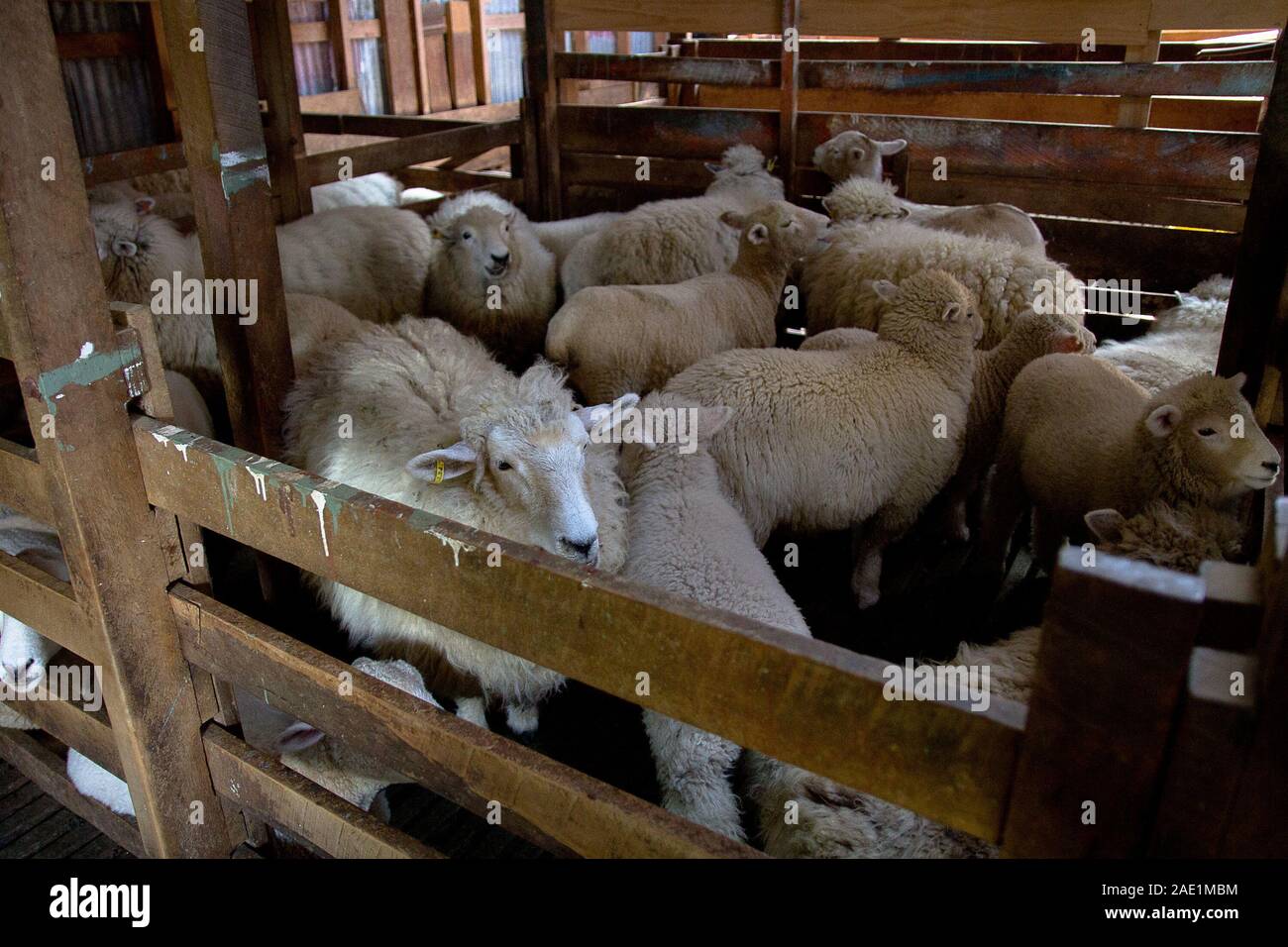 Small flock of sheep in a pen in a barn. Stock Photo
