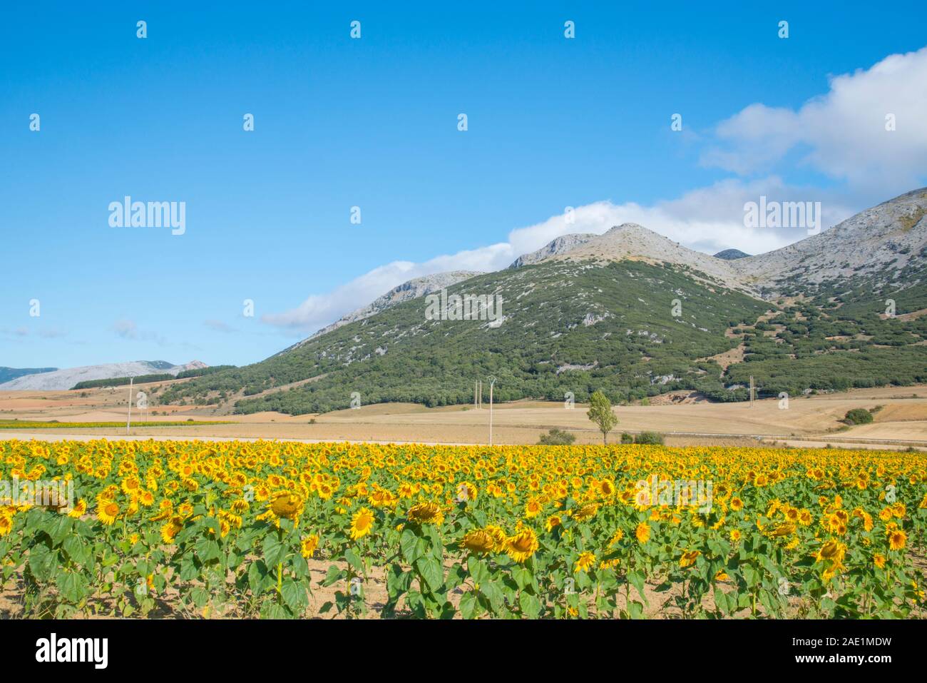 Sunflowers field. Castrejon de la Peña, Palencia province, Castilla Leon, Spain. Stock Photo