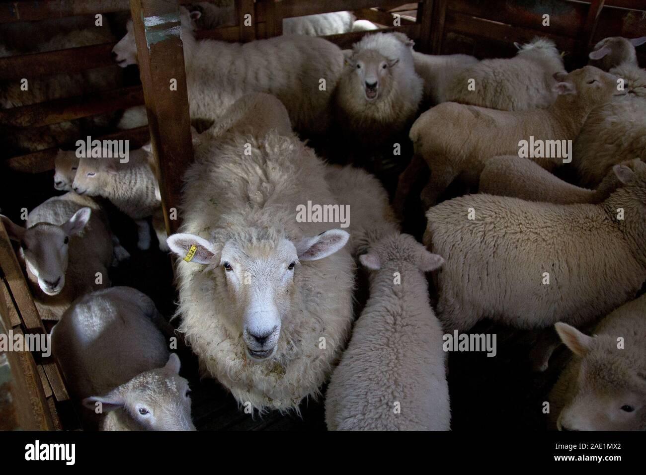 Small flock of sheep in a pen in a barn. Stock Photo