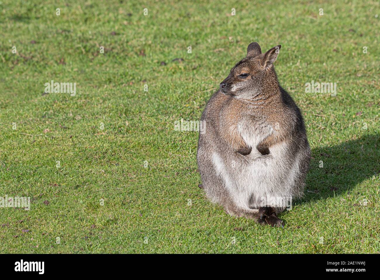 A wallaby sitting in sunshine on grass and looking to the left into plenty of copy space Stock Photo