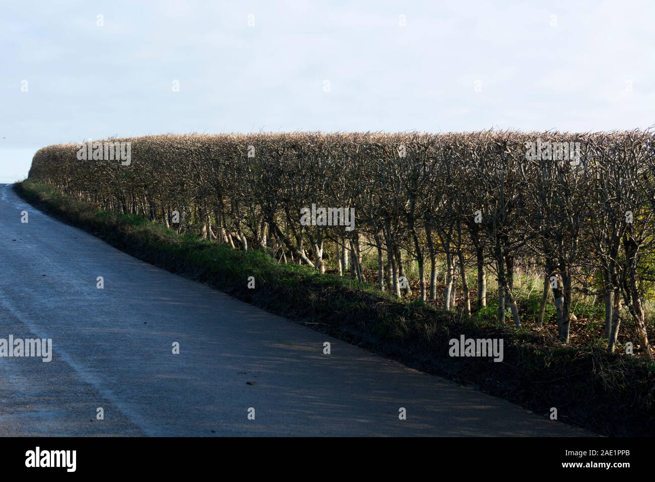 A roadside hedgerow in winter, Warwickshire, UK Stock Photo