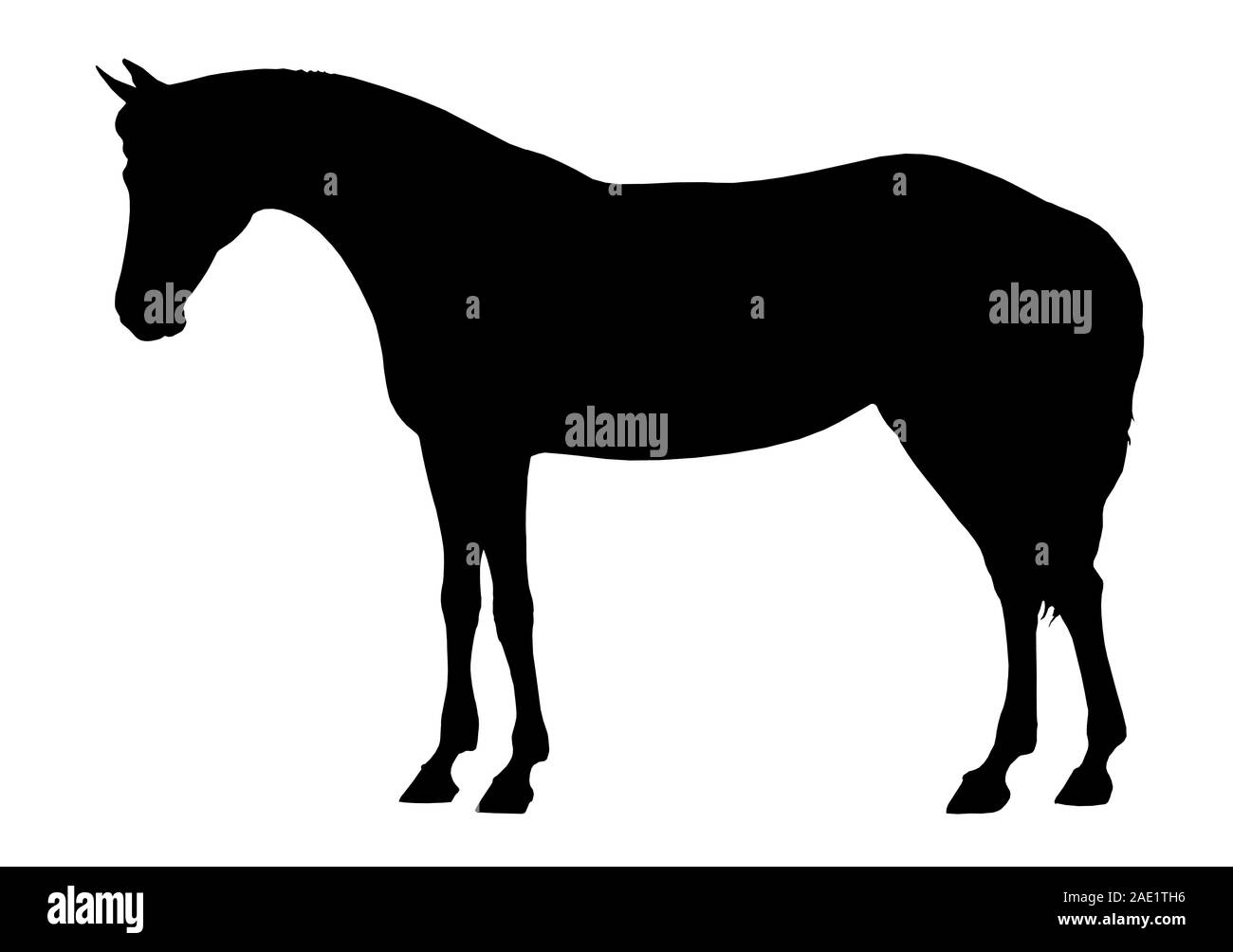 Beautiful horse. Silhouette portrait of a horse. Equine drawing. Stock Photo