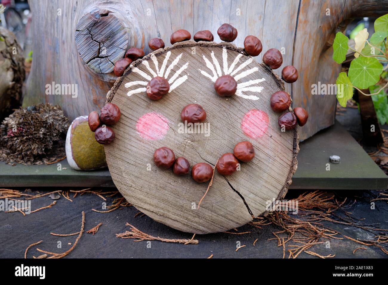 Smiling face made of chestnuts on a cut lug slice left as a decoration. Stock Photo