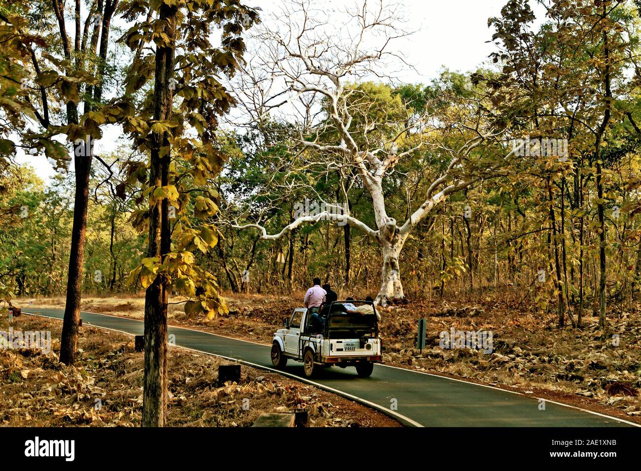Jeep on forest road, Tadoba Wildlife Sanctuary, Chandrapur, Maharashtra, India, Asia Stock Photo