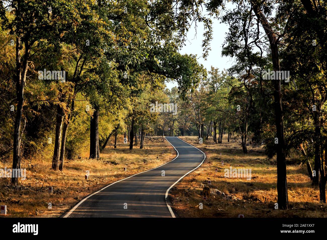 Forest road, Tadoba Wildlife Sanctuary, Chandrapur, Maharashtra, India ...