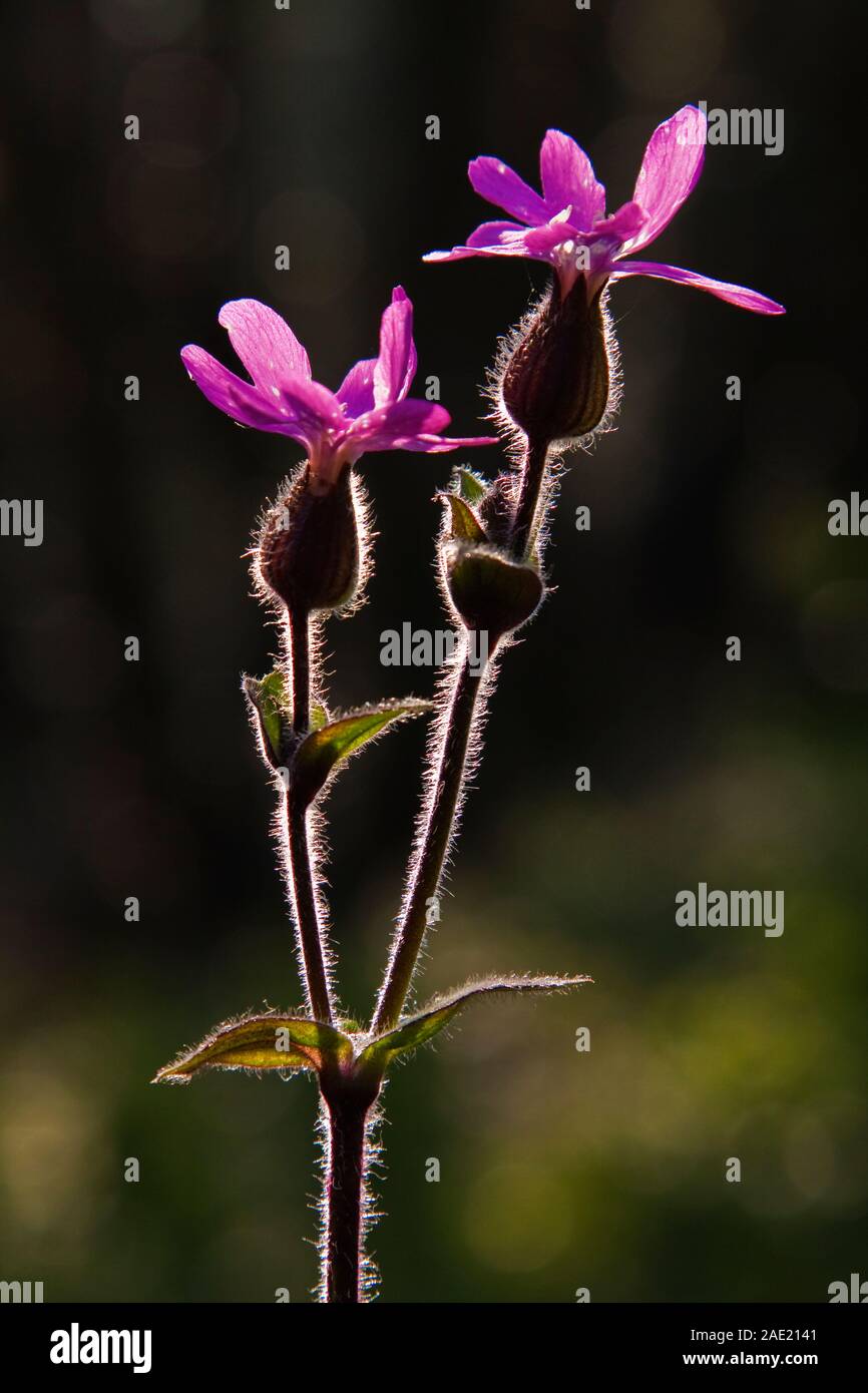 Red back lit hi-res stock photography and images - Alamy