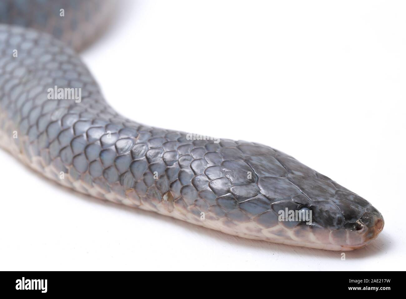 Non Venomous Sunbeam Snake Species High Resolution Stock Photography ...
