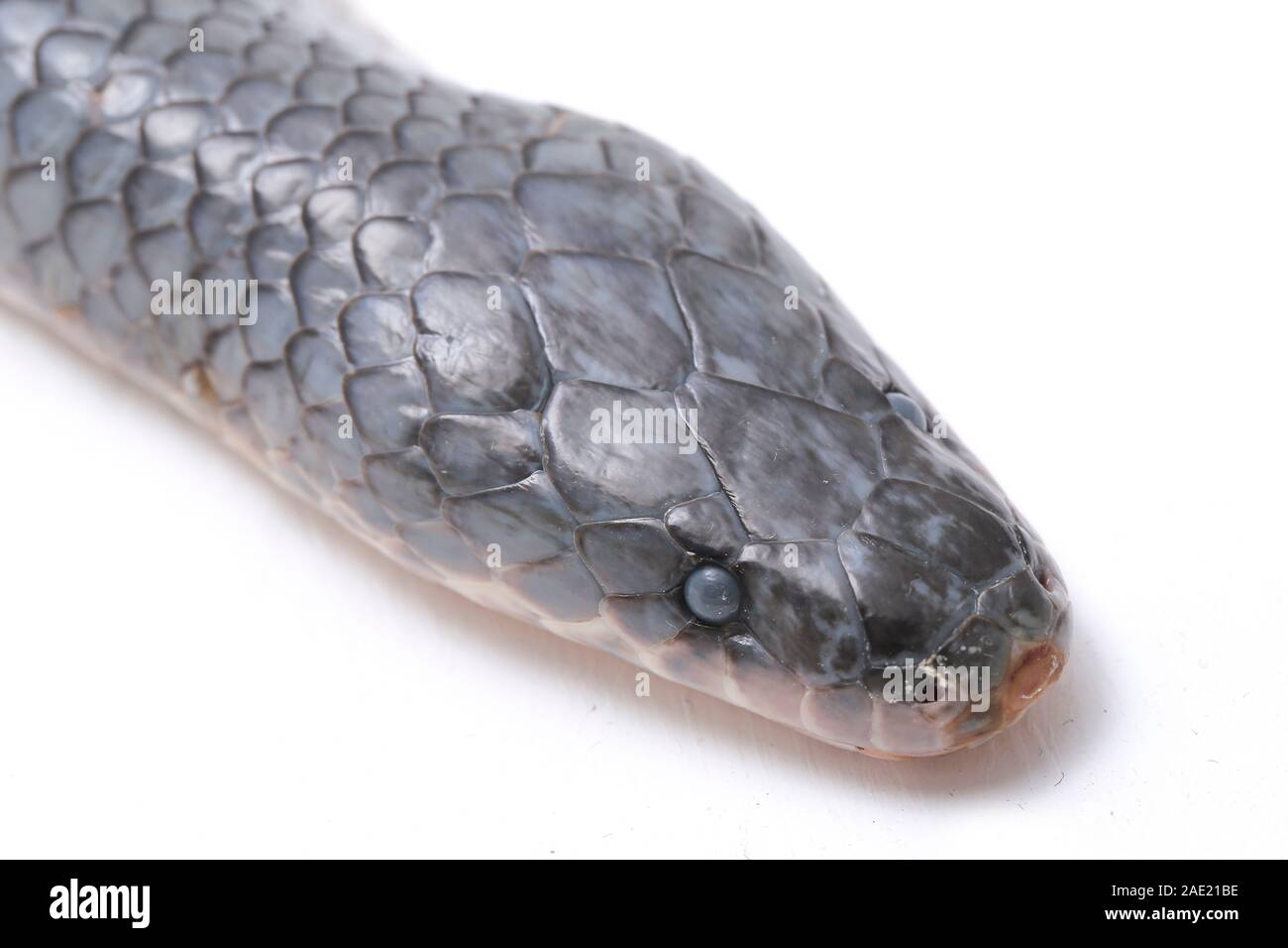 Xenopeltis unicolor Shedding it's Skin / sunbeam snake is a non ...