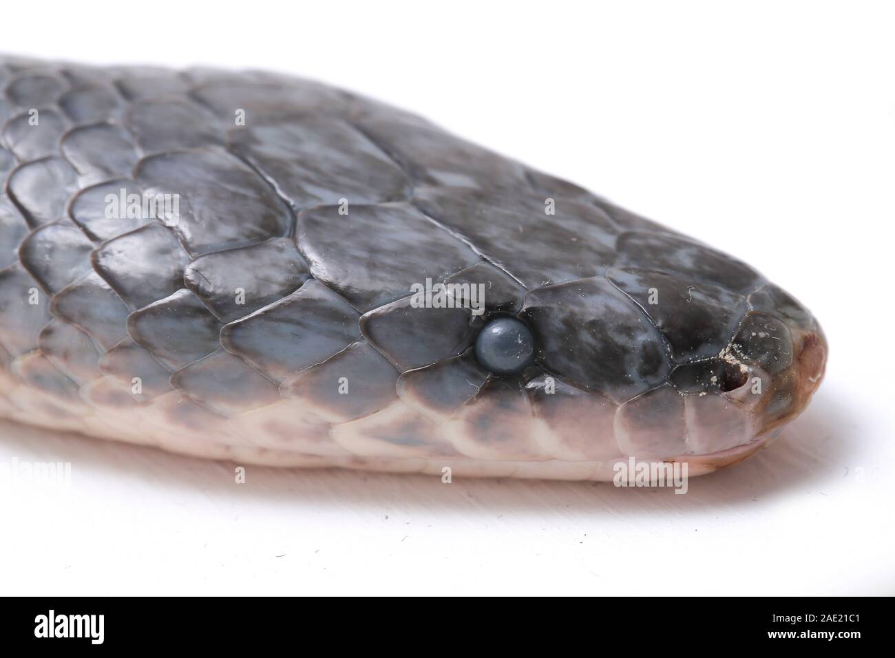 Non Venomous Sunbeam Snake Species High Resolution Stock Photography ...