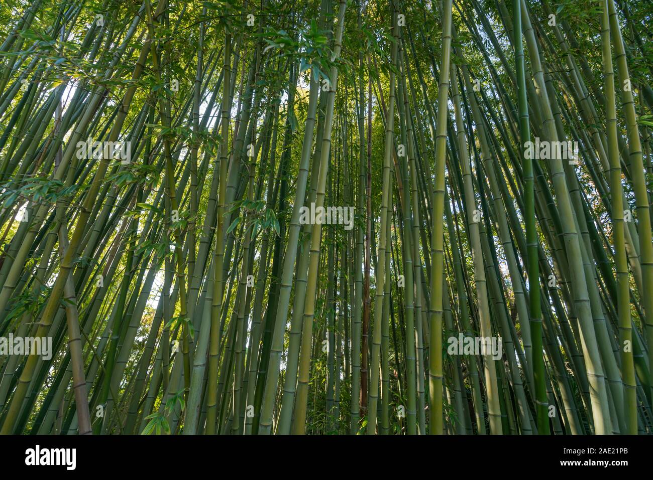 Asian looking up forest hi-res stock photography and images - Alamy