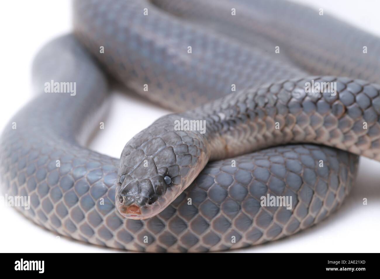 Non Venomous Sunbeam Snake Species High Resolution Stock Photography ...