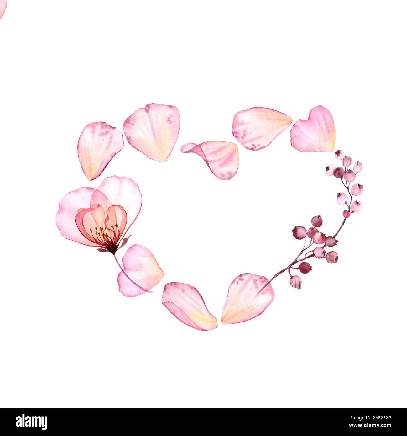 Watercolor heart og rose petals. Transparent flower with flying petals and berries isolated on white. Botanical floral illustration for Saint Stock Photo
