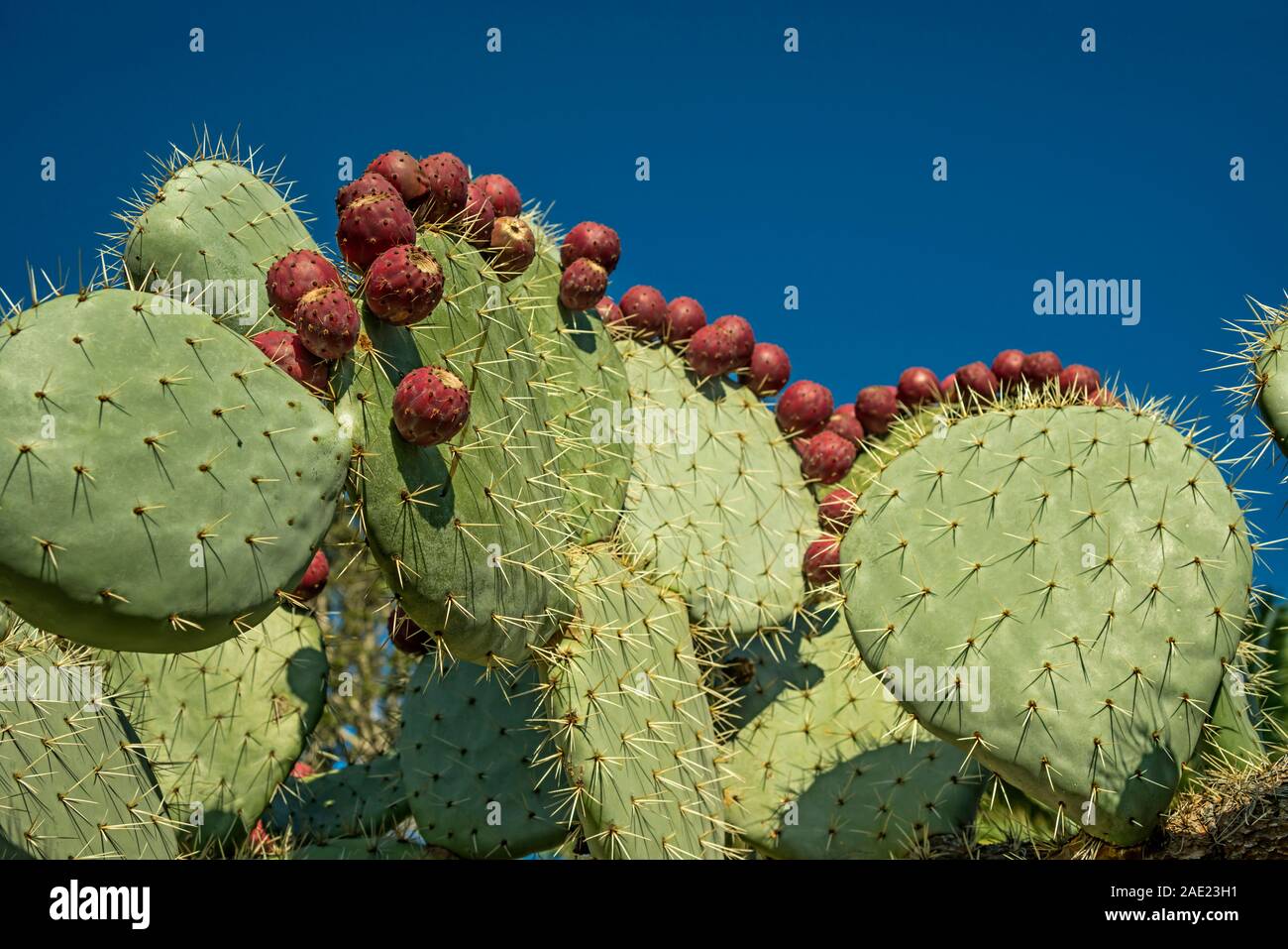 ROWS OF PRICKLY PEAR CACTUS PLANT ( OPUNTIA ) FRIUITS Stock Photo