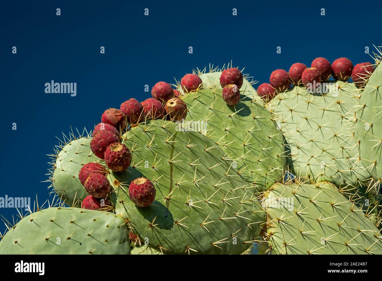 ROWS OF PRICKLY PEAR CACTUS PLANT ( OPUNTIA ) FRIUITS Stock Photo