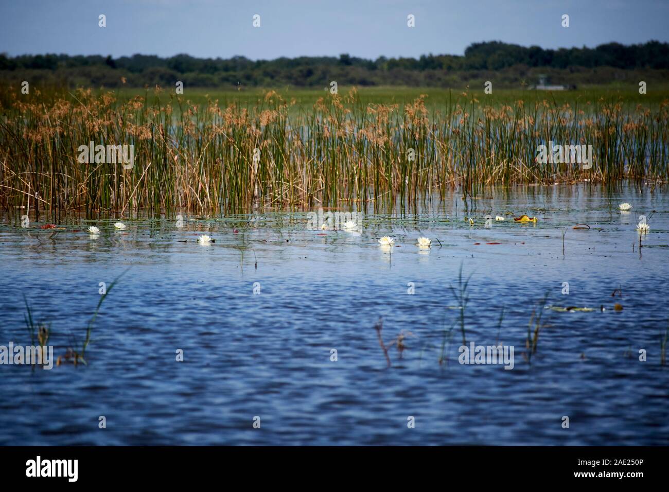 water lily flowers and reed beds on the edge of lake tohopekaliga