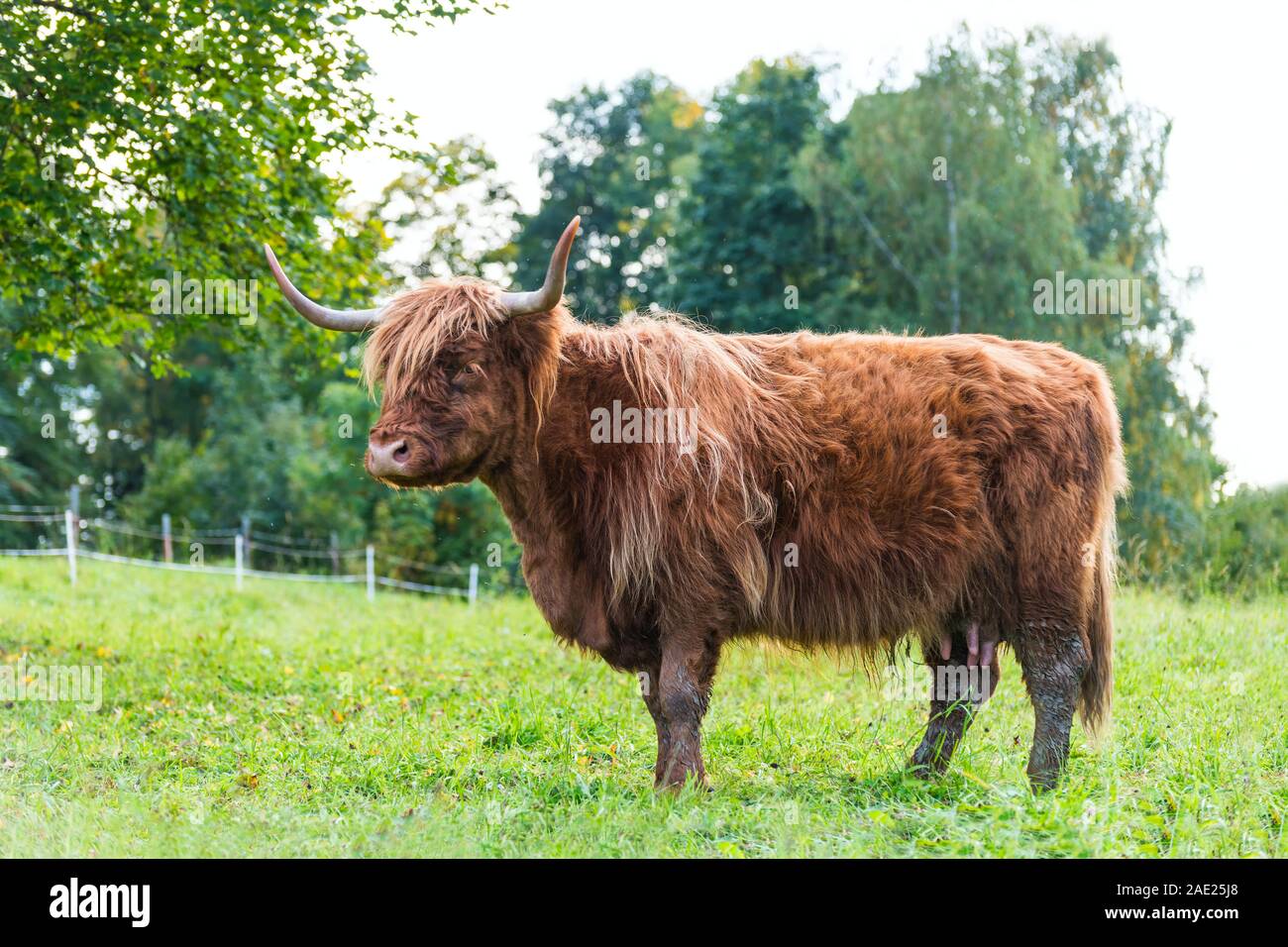 Ginger Highland livestock cow profile. Green grassy grazing. Bos taurus detail. One beef cattle with horns, brown woolly fur and udder. Rural pasture. Stock Photo
