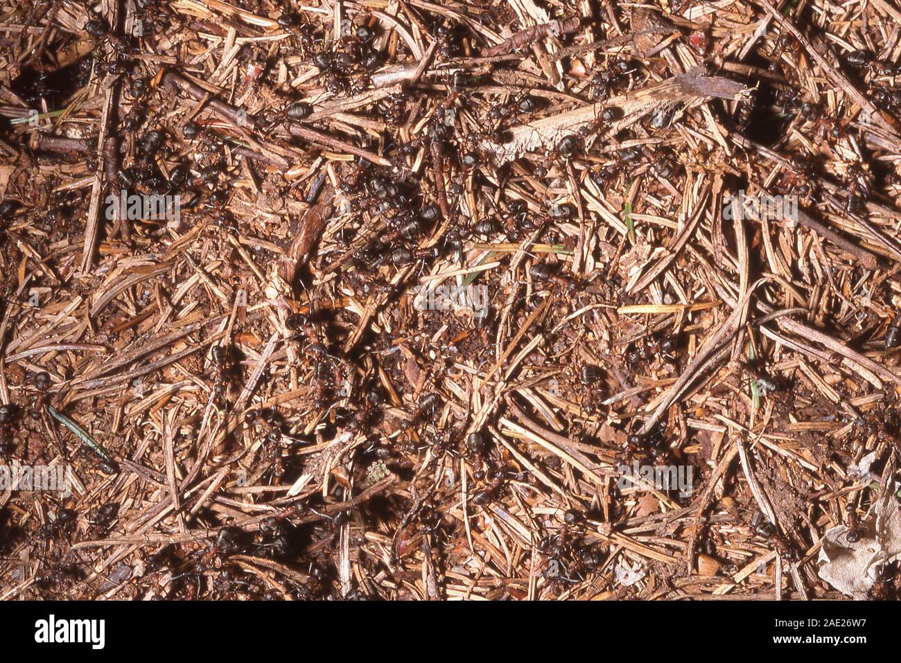 Bucks nest hires stock photography and images Alamy