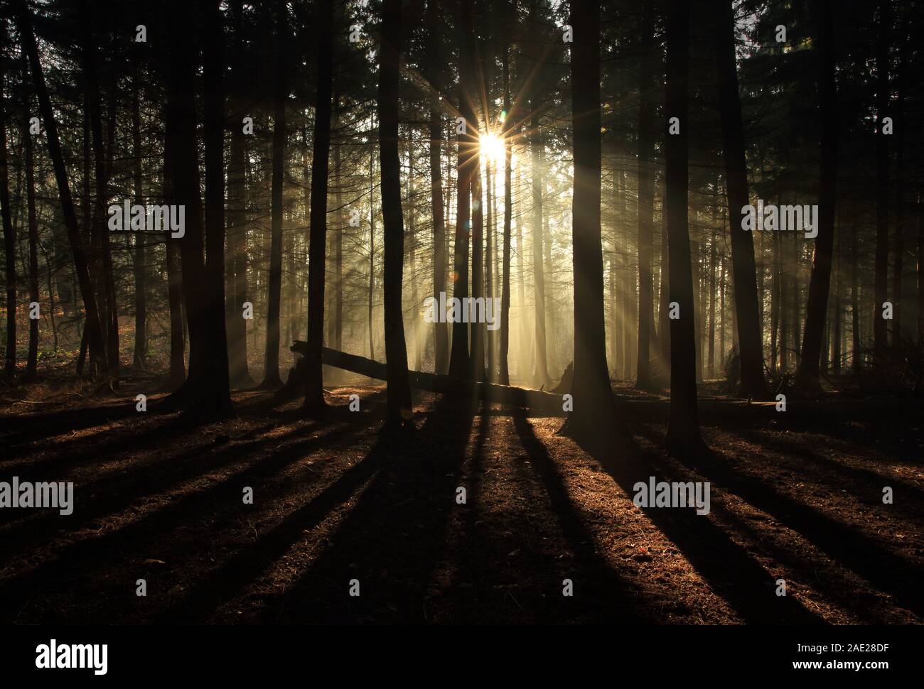 Winter sunlight shining through trees in a uk  forest. Stock Photo
