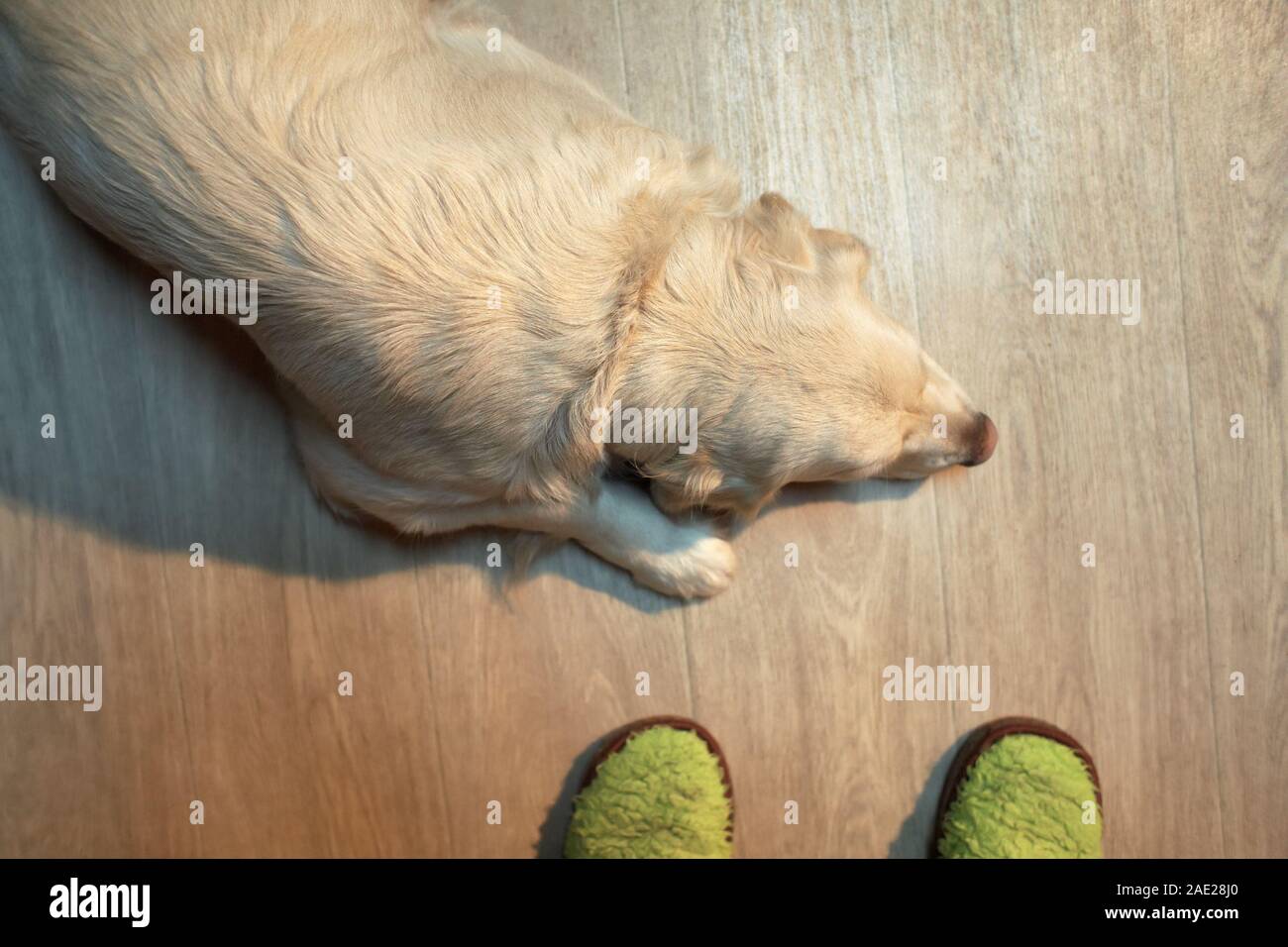 Labrador retriever dog lying on the 