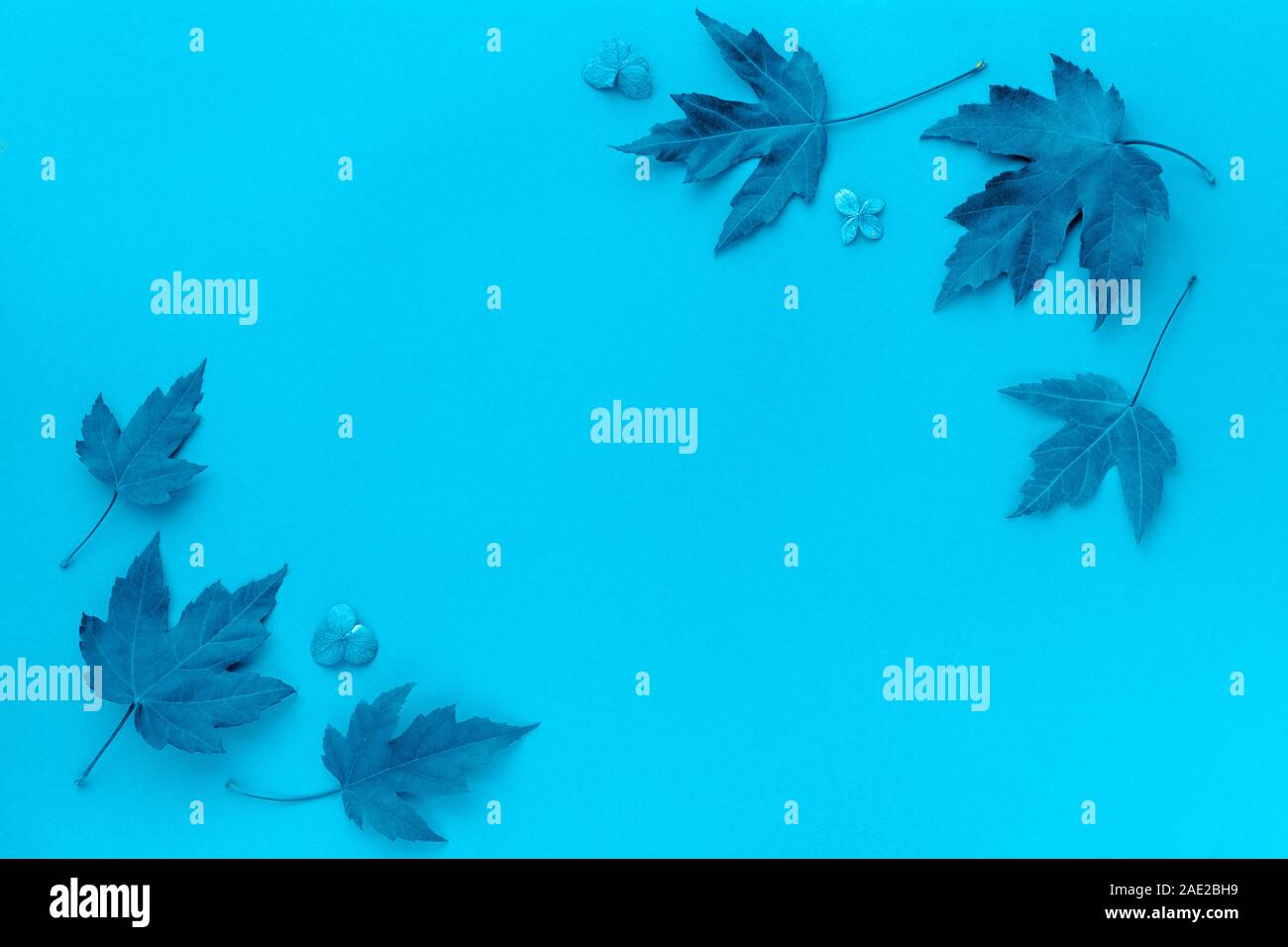 Autumn leaf flat lay composition. Frame from red maple leaves on blue paper background. Autumn concept. Fall leaves design. Top view, copy space. Trendy color of the year 2020. Stock Photo