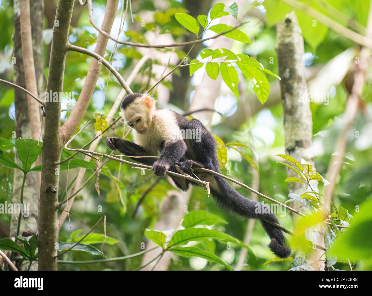 White Faced Capuchin Monkey: Cebus capucinus. Cota Rica Stock Photo
