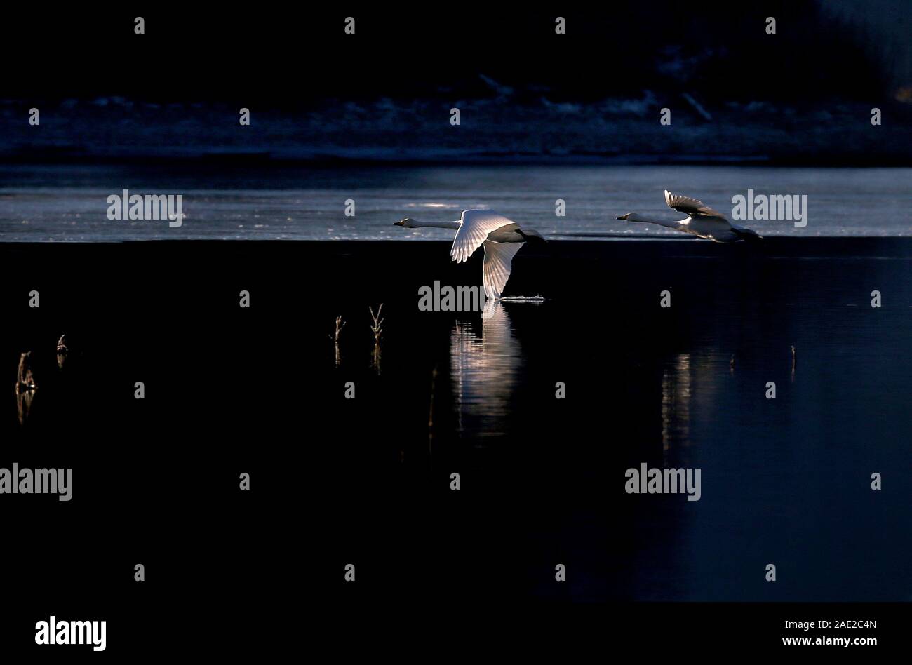 Buching, Germany. 06th Dec, 2019. Swans fly in the sunlight over Lake Illasberg. Credit: Karl-Josef Hildenbrand/dpa/Alamy Live News Stock Photo