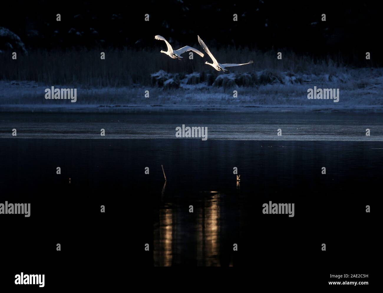 Buching, Germany. 06th Dec, 2019. Swans fly in the sunlight over Lake Illasberg. Credit: Karl-Josef Hildenbrand/dpa/Alamy Live News Stock Photo