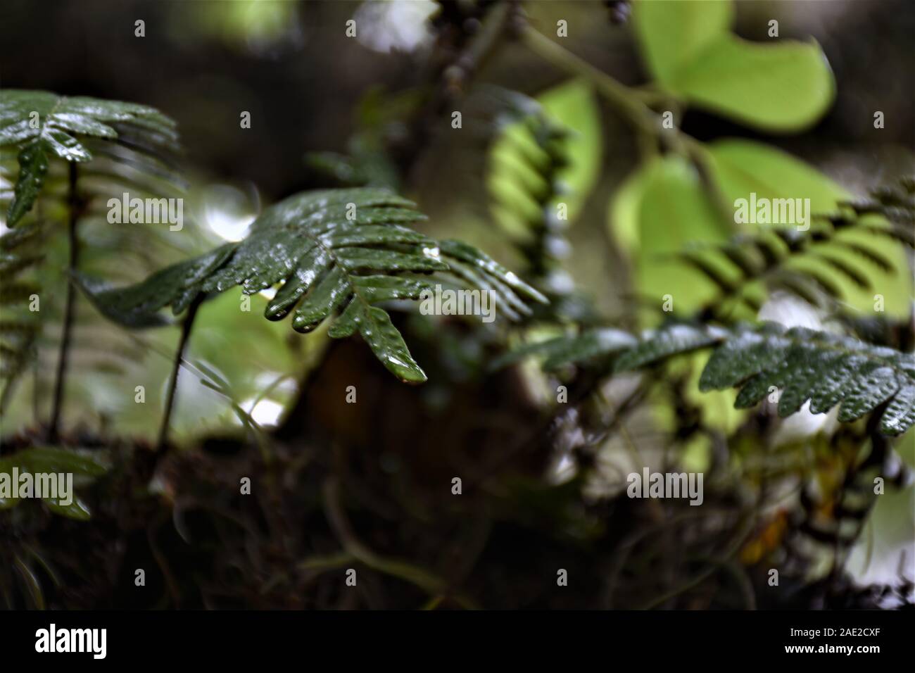 This macro photo of a resurrection fern was taken on a day that it was raining, and the fern was returning from its dead look it's resurrected look. Stock Photo
