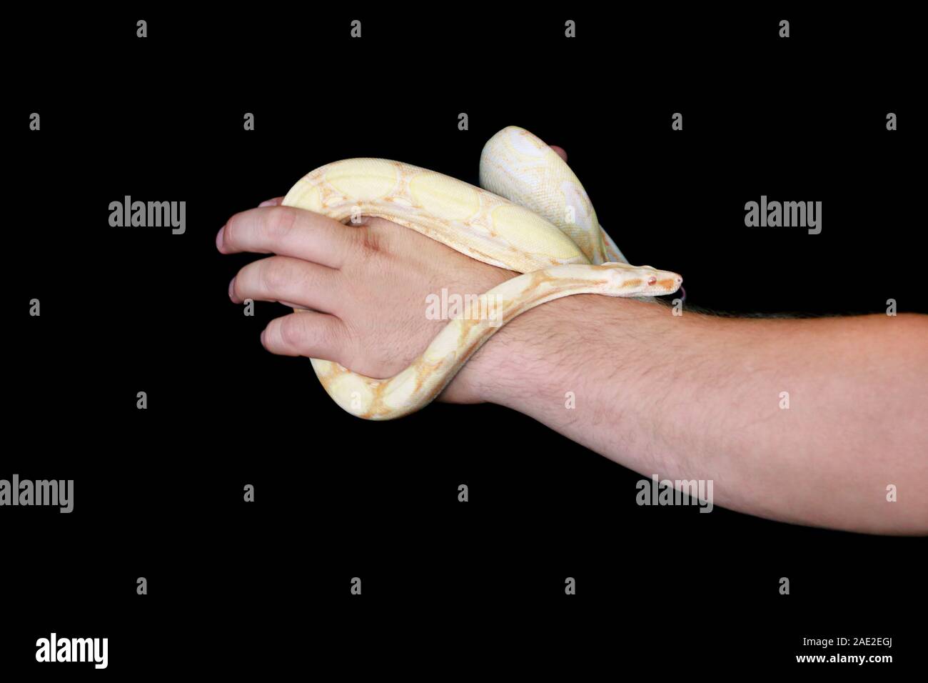 Man holding boa constrictor hi-res stock photography and images - Alamy, image size:1300x956