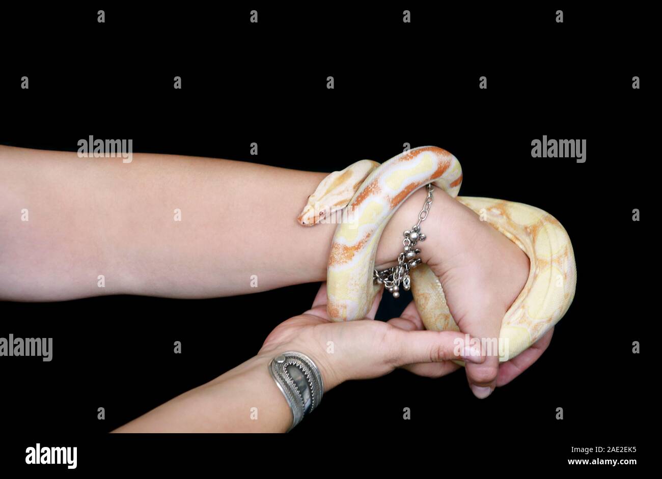 Female hands with snake. Woman holds Boa constrictor albino snake in ...