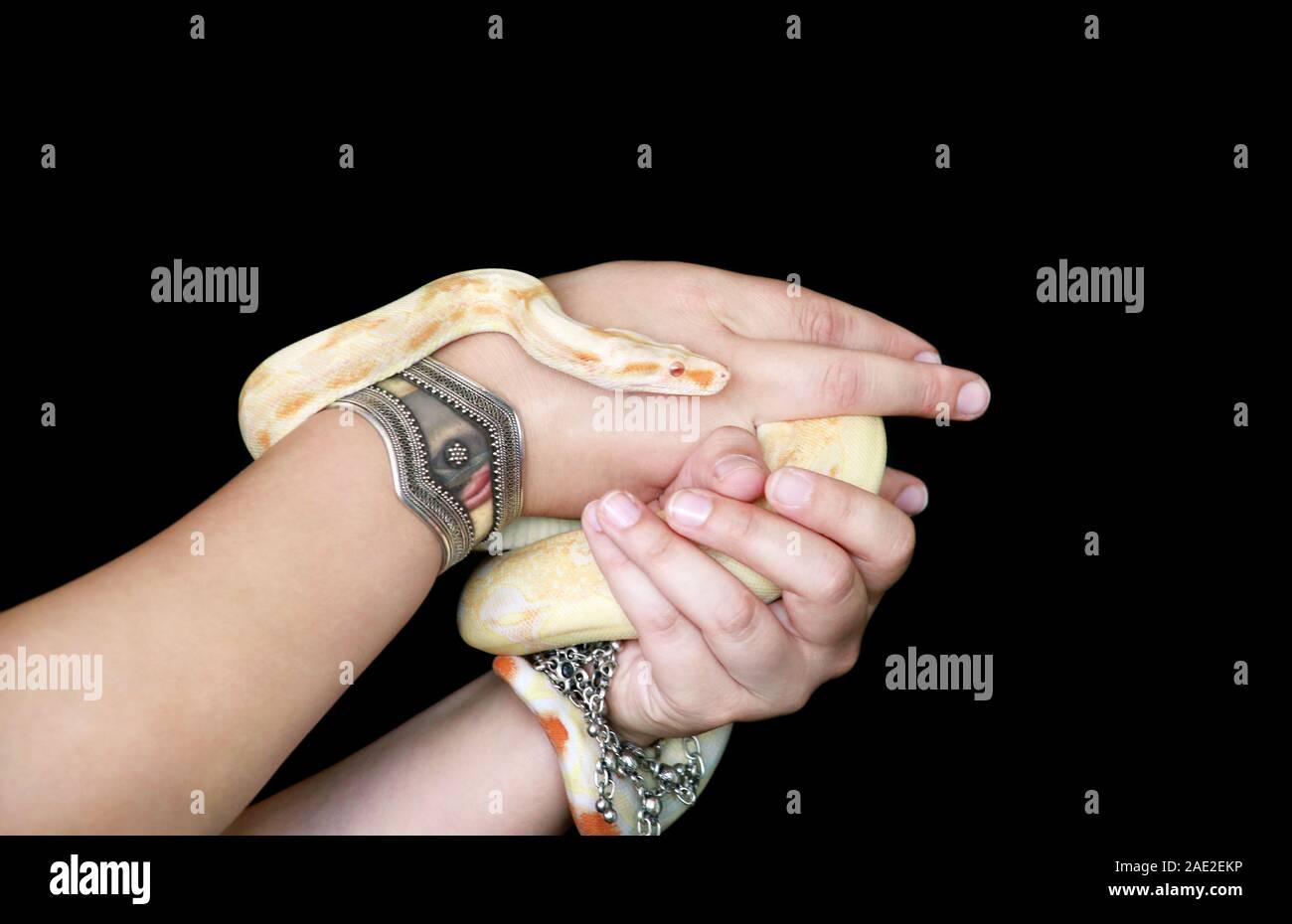 Female hands with snake. Woman holds Boa constrictor albino snake ...