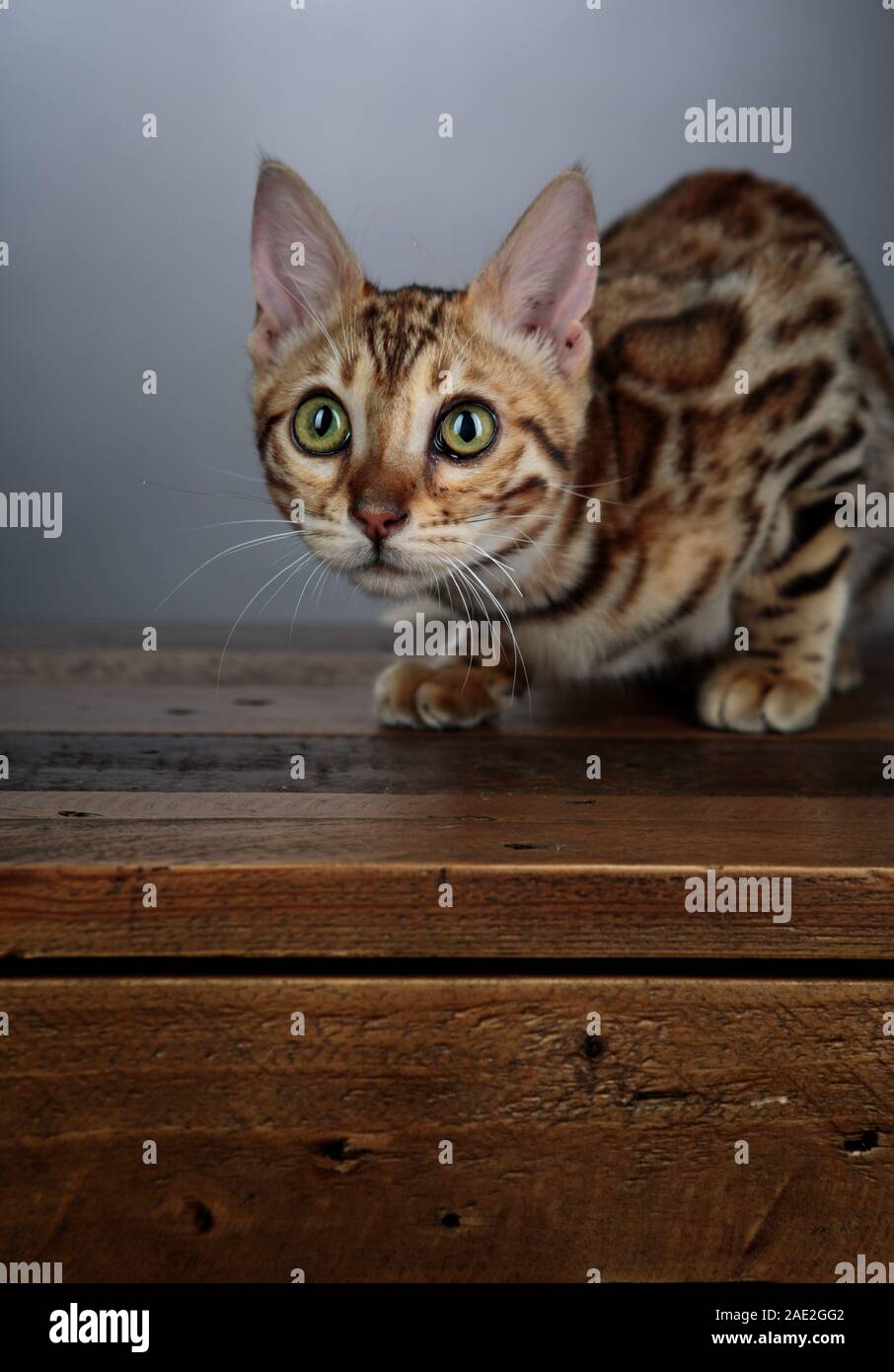 Young Bengal Cat Studio Portrait on wooden desk Stock Photo