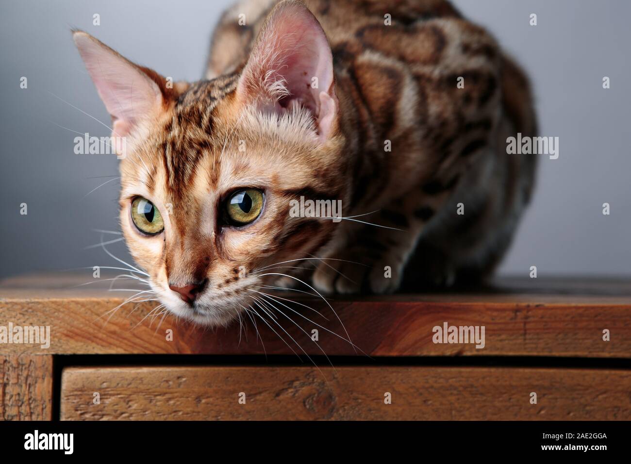 Young Bengal Cat Studio Portrait on desk Stock Photo