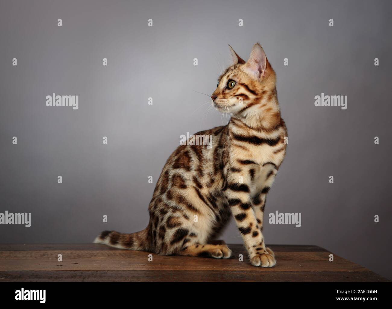 Young Bengal Cat Studio Portrait on wooden desk Stock Photo