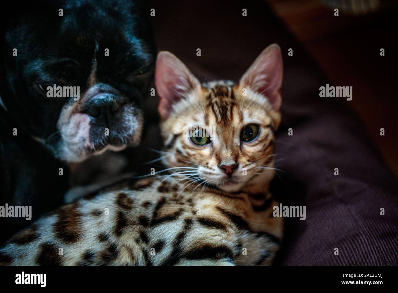 Young Bengal Cat kitten playing and sleeping with her Boston Terrier friend Stock Photo