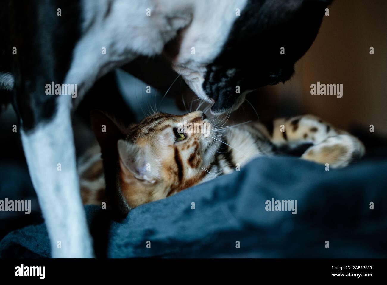 Young Bengal Cat kitten playing and sleeping with her Boston Terrier friend Stock Photo